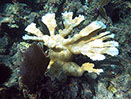 Bleached coral in Florida