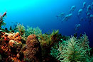 beautiful permit coral reef ferns