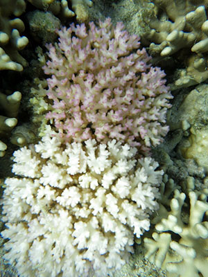 Coral Bleaching at CoconutPointBackreef Photo: NOAA