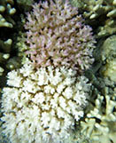 ?Bleached coral