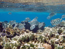 Climate, reefs, and resilience