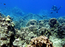 Diver observing coral reef