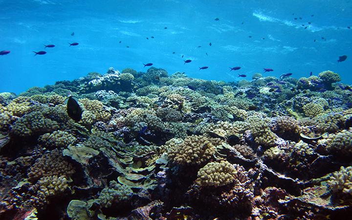 American Samoa :  Diverse and beautiful reefs