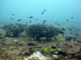 scene of fish and coral