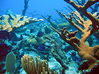 coral reef picture