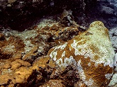 Corals Disease
