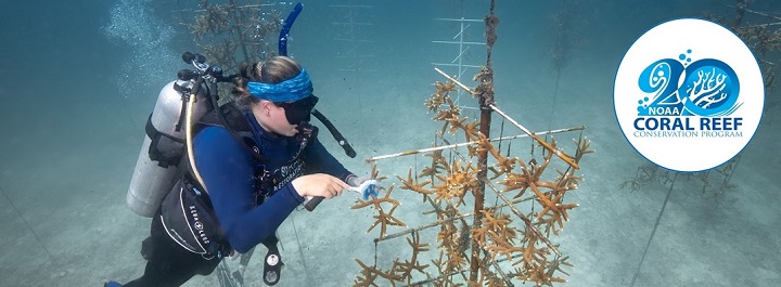 A diver cleans algae and other nuisance species from coral “tree” structures