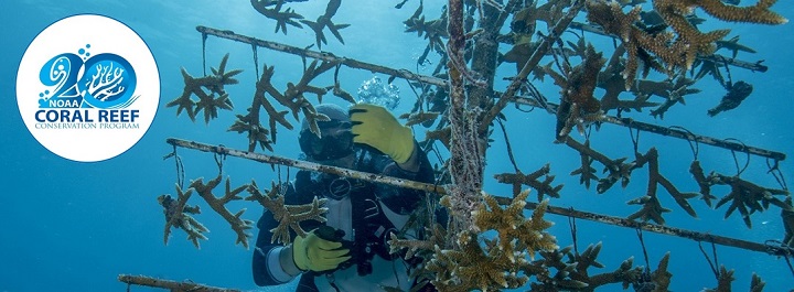 A diver working with a coral “tree” structure