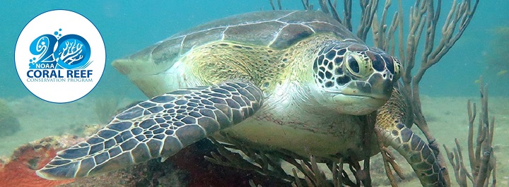 A green sea turtle gives itself a belly rub on soft coral at the wreck of Benwood in Florida Keys National Marine Sanctuary