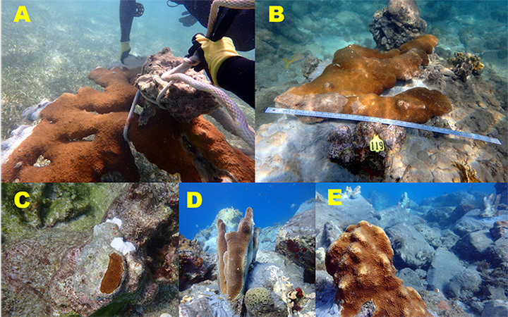 Storm coral fragments stabilized during Post-Hurricane Rapid Assessment