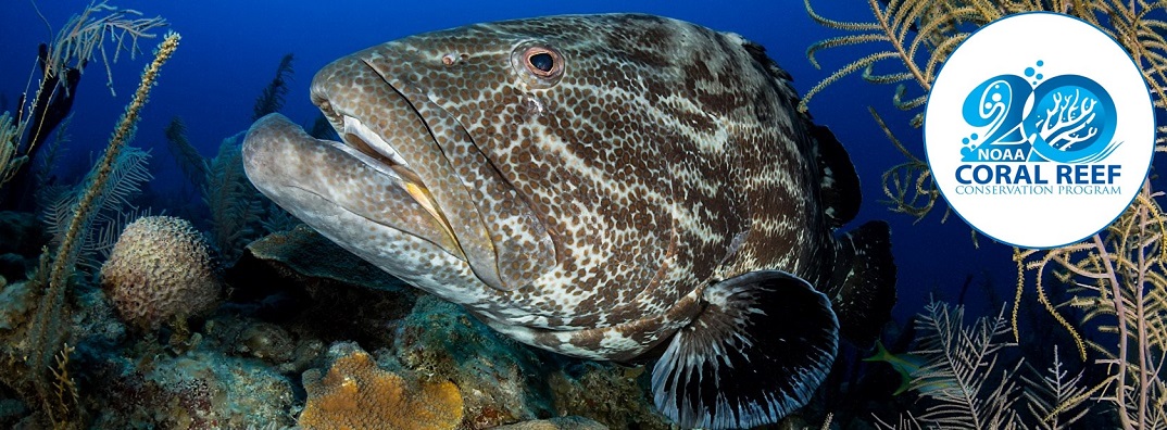 Goliath grouper in Cuba