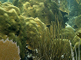 A mix of yellow and brown corals in different shapes and sizes.
