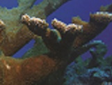 Elkhorn coral (Acropora palmata) is an important reef building coral, particularly in Florida and the Caribbean. Photo credit: NOAA/George Cathcart