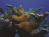 Elkhorn coral (Acropora palmata)