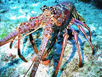 Spiny lobster is a commercially important fishery species in the south Atlantic, 
Gulf of Mexico, and Caribbean.