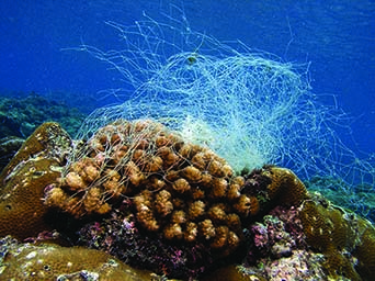 Corals and fishing net