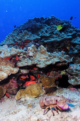 A regal slipper lobster on massive corals off the coast 
of Molokai in the main Hawaiian Islands.