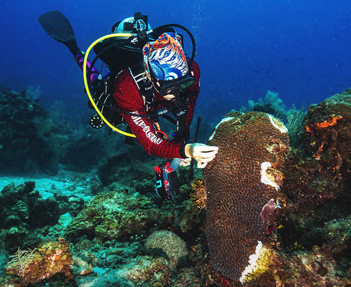 A scuba diver working on a coral mound that is mostly dark brown but has white paste in lines along certain parts.