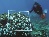 Diver Surveying a bleached reef