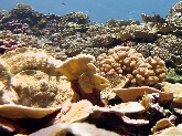 Corals at Swains Island in American Samoa.