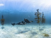 Ocean acidification has been shown to impact the growth of corals and contribute to dissolution of reefs. NOAA and partner scientists are working to restore corals in this coral reef nursery in the Florida Keys National Marine Sanctuary