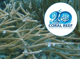 Staghorn coral, which is currently listed as threatened under the Endangered Species Act, observed in Carlos Rosaria Reef near Culebra, Puerto Rico.