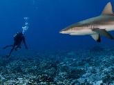 A gray reef shark comes in for a closer inspection of a census of fish biomass and biodiversity during coral reef surveys in American Samoa and the Pacific Remote Islands. (NOAA Fisheries/Jeff Milisen) 