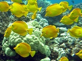 Yellow tang school around a reef in Hawaii