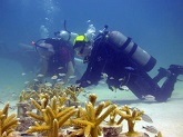 Coral restoration in the Florida Keys