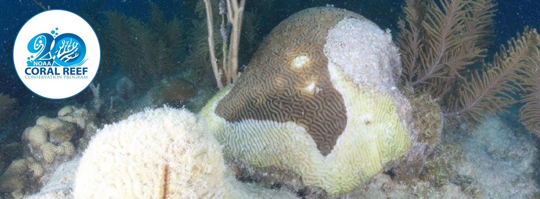 One brain coral consumed by stony coral tissue loss disease (foreground) and a second brain coral battling the disease.