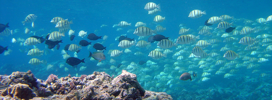 A school of white fish with black stripes with some black fish.