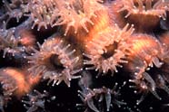 Coral polyps with extended tentacles feeding on zooplankton.