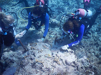 Outplanting, or planting coral fragments grown in nurseries back onto reefs, is a type of restoration activity.