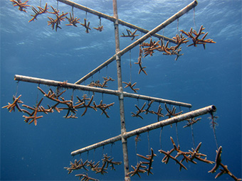  A tree structure is one method used to grow out coral that will later be transplanted onto a reef