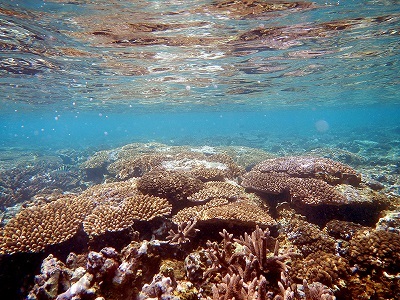 View of a pink and brown coral reef in clear tropical waters.