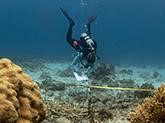 A SCUBA diver writes on an underwater slate while hovering over a number of corals.