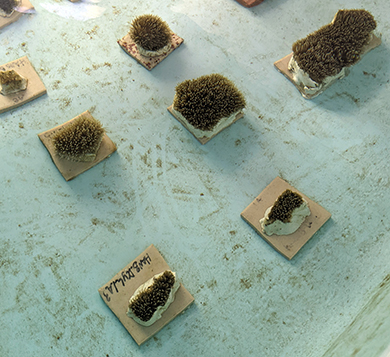 A group of dark brown chunks of coral adhered to light brown squares sit in an aquarium tank.