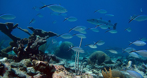 A group of small and large silver fish swim in a coral reef.