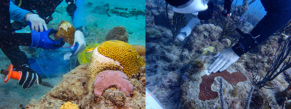 Coral interventions (left) and coral rescue (right)