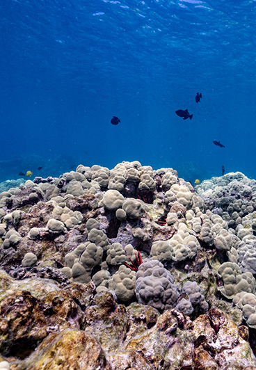 A shallow colorful coral reef with black fish swimming in the background. align=right