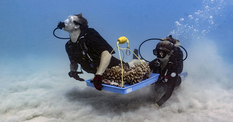 Two scuba divers swim along the ocean floor while transporting a large coral head on a blue tray.