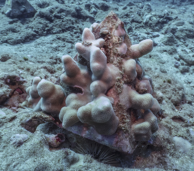 Small pieces of coral attached to a pyramid shape sits on a barren seafloor.