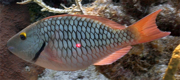 A gray checkered fish with orange fins swims in front of a reef. A bright red dot is directly in the middle of the body of the fish.
