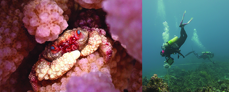 On left, a small tan crab with red face hides inside a coral head. On right, two scuba divers use survey equipment on a coral reef.