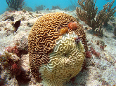 Stony Coral