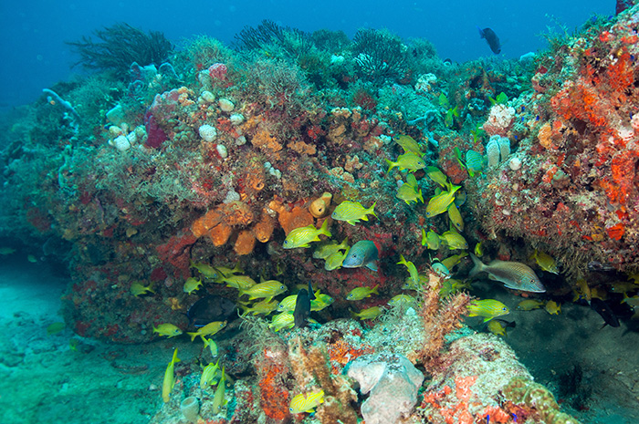 School of yellow fish swimming around multi-colored coral outcroppings.