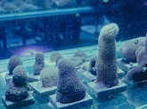 Researchers Stop Tissue Loss Disease in Rescued Pillar Coral