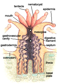 Structure of a typical coral polyp. 