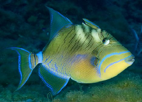 Yellow and blue fish with green colored water in the background.