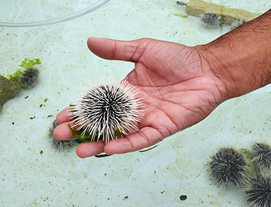 A hand holding a black and white sea urchin above a tank filled with sea urchins and green algae.